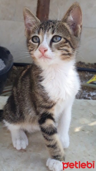 Tekir Kedi, Kedi  Boncuk fotoğrafı
