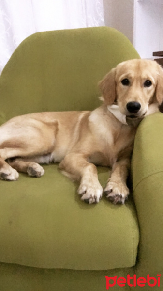 Golden Retriever, Köpek  Casper fotoğrafı