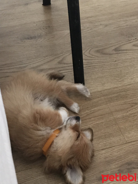 Cairn Terrier, Köpek  Pororo fotoğrafı