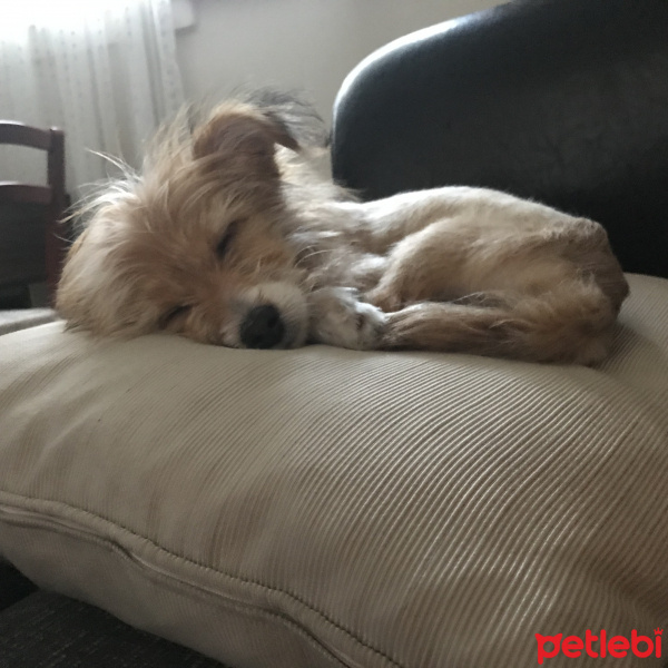 Cairn Terrier, Köpek  Pororo fotoğrafı
