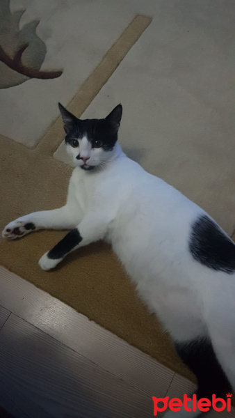 Tekir Kedi, Kedi  Merkür fotoğrafı