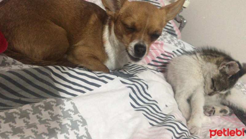 Chihuahua, Köpek  Mini fotoğrafı