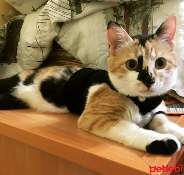 Tekir Kedi, Kedi  Badem Mia fotoğrafı