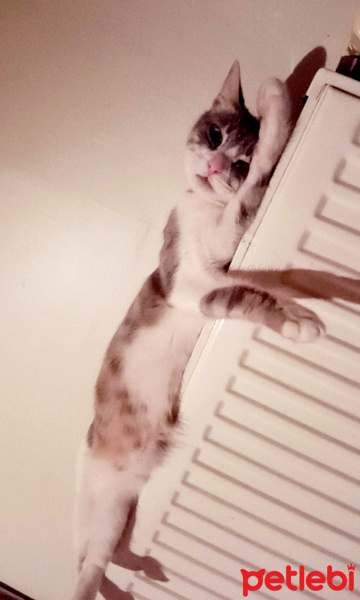 Tekir Kedi, Kedi  Mimoş fotoğrafı