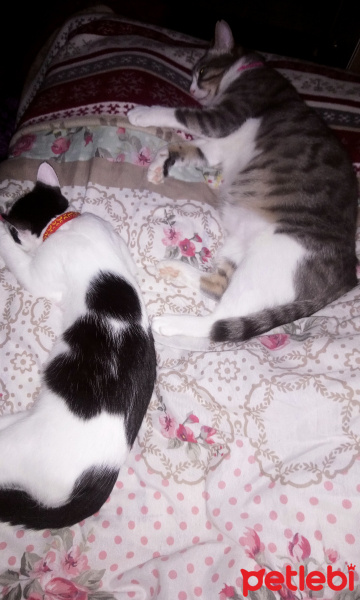 Tekir Kedi, Kedi  Mimoş fotoğrafı