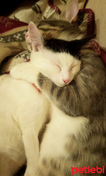 Tekir Kedi, Kedi  Mimoş fotoğrafı