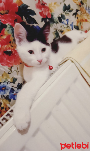 Tekir Kedi, Kedi  Çiko fotoğrafı