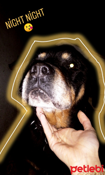 Rottweiler, Köpek  Oscar fotoğrafı