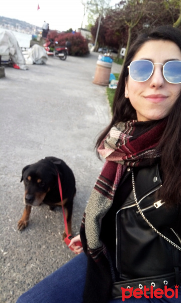 Rottweiler, Köpek  Oscar fotoğrafı
