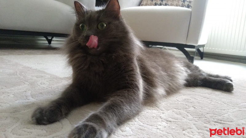 Nebelung, Kedi  Gölge fotoğrafı