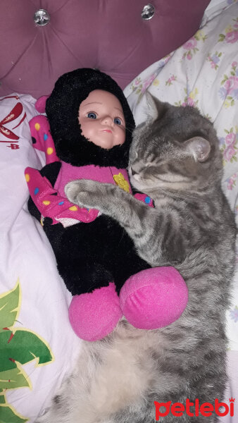 Scottish Fold, Kedi  Dora fotoğrafı