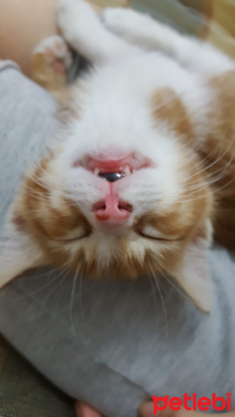Sarman, Kedi  Leo fotoğrafı
