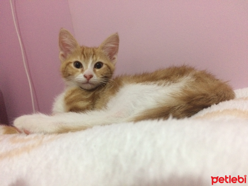 Sarman, Kedi  Leo fotoğrafı