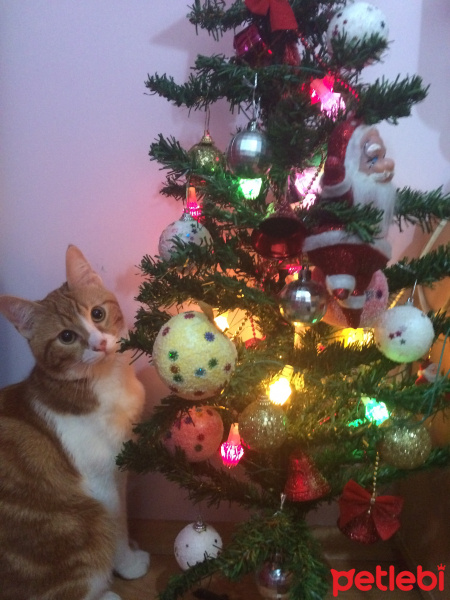 Sarman, Kedi  Leo fotoğrafı