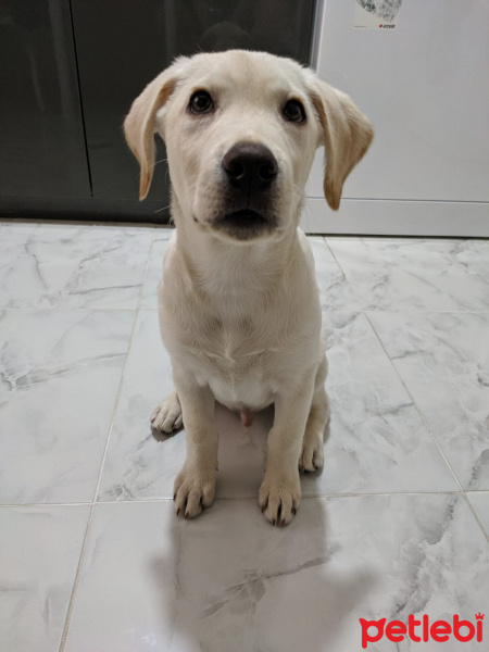 Labrador Retriever, Köpek  Pablo fotoğrafı