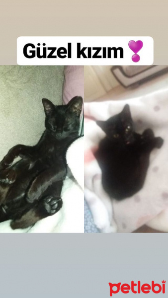 Bombay, Kedi  Zeytin fotoğrafı