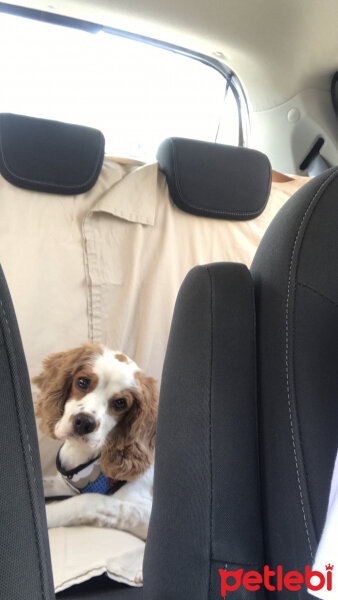 Amerikan Cocker Spaniel, Köpek  Şila fotoğrafı