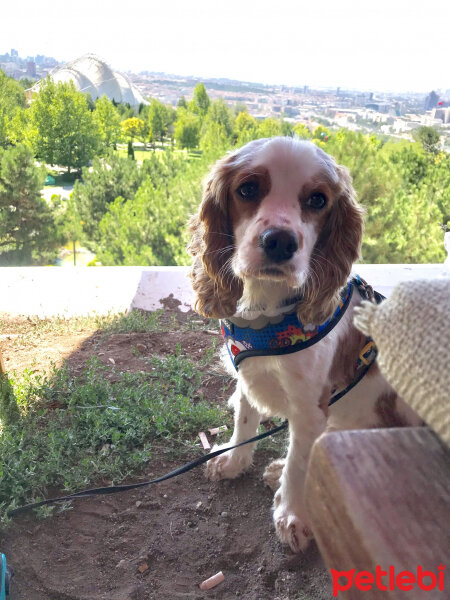 Amerikan Cocker Spaniel, Köpek  Şila fotoğrafı