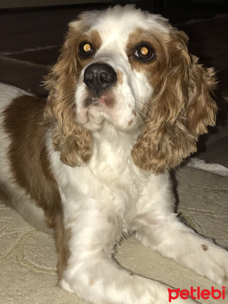 Amerikan Cocker Spaniel, Köpek  Şila fotoğrafı