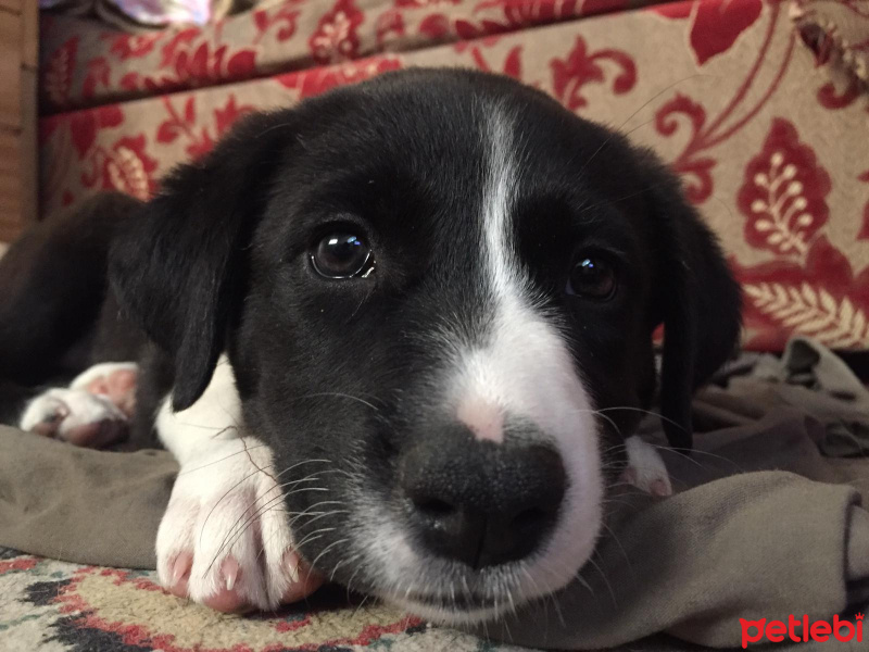 Akbaş, Köpek  Küçük Minnaklar fotoğrafı