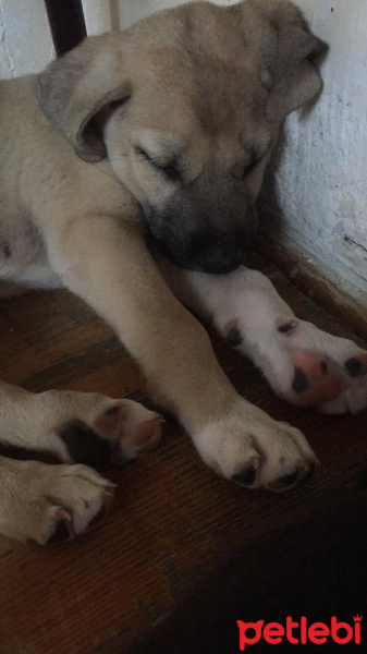 Akbaş, Köpek  Küçük Minnaklar fotoğrafı