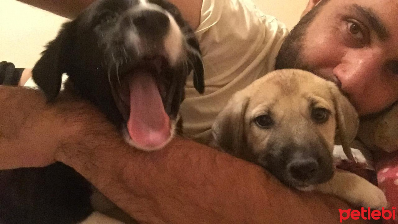 Akbaş, Köpek  Küçük Minnaklar fotoğrafı