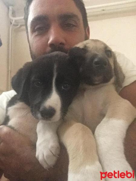 Akbaş, Köpek  Küçük Minnaklar fotoğrafı