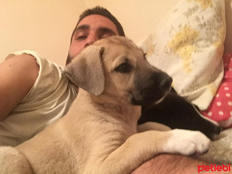 Akbaş, Köpek  Küçük Minnaklar fotoğrafı