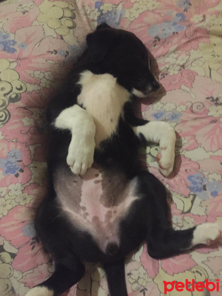 Akbaş, Köpek  Küçük Minnaklar fotoğrafı