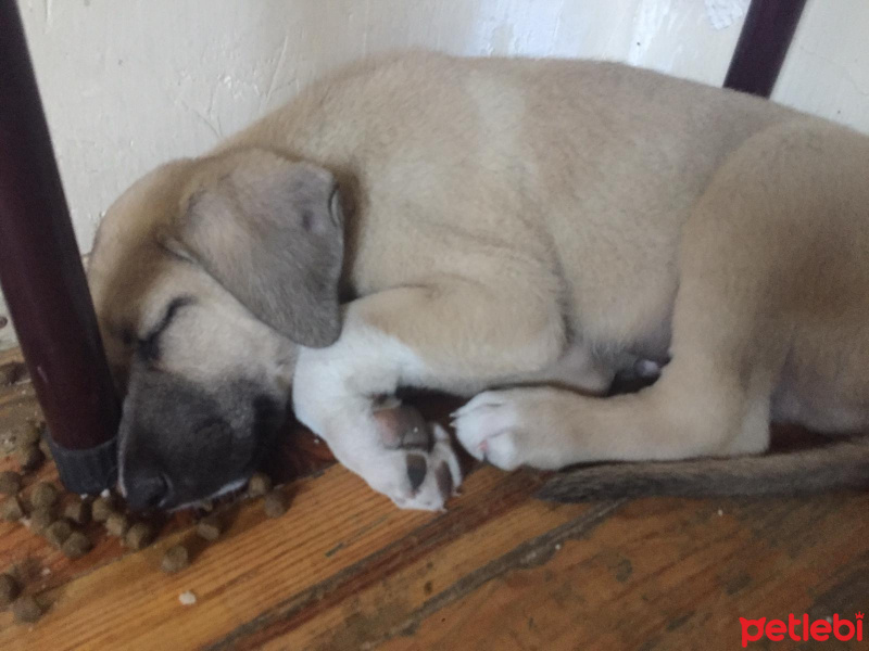 Akbaş, Köpek  Küçük Minnaklar fotoğrafı