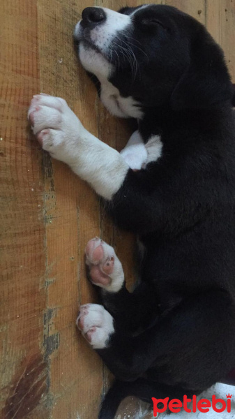 Akbaş, Köpek  Küçük Minnaklar fotoğrafı