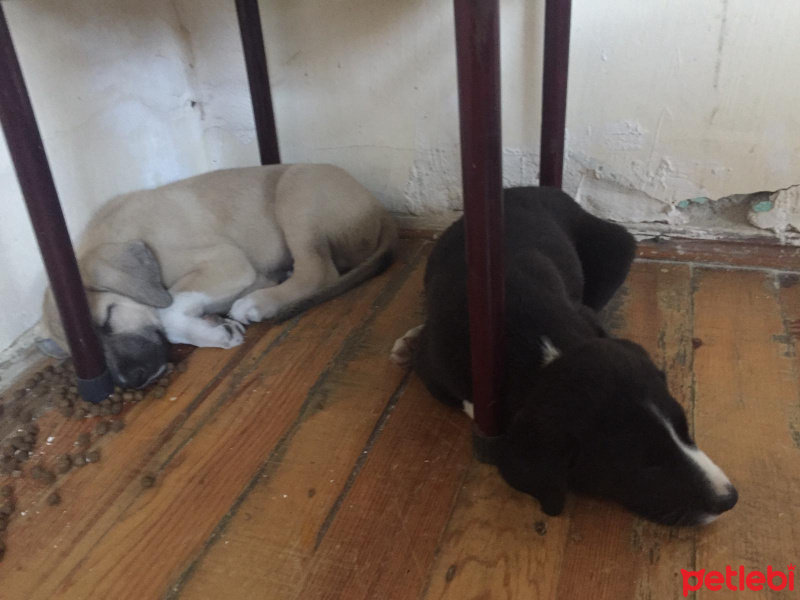 Akbaş, Köpek  Küçük Minnaklar fotoğrafı