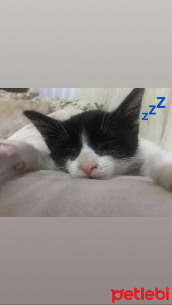 Tekir Kedi, Kedi  Zeynep fotoğrafı
