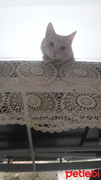 Scottish Fold, Kedi  Alex fotoğrafı