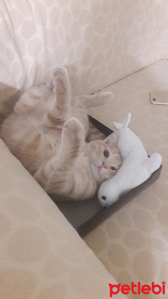 Scottish Fold, Kedi  Alex fotoğrafı