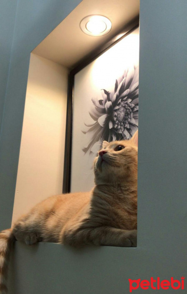 Scottish Fold, Kedi  Alex fotoğrafı