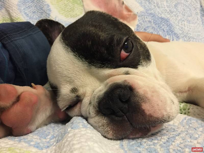 Fransız Bulldog, Köpek  monsieur fotoğrafı