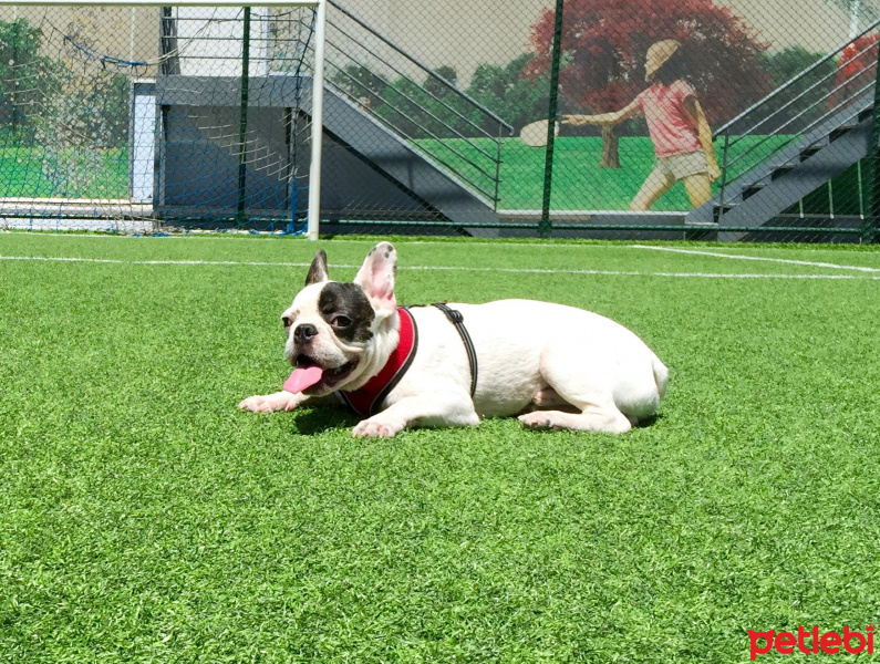 Fransız Bulldog, Köpek  monsieur fotoğrafı