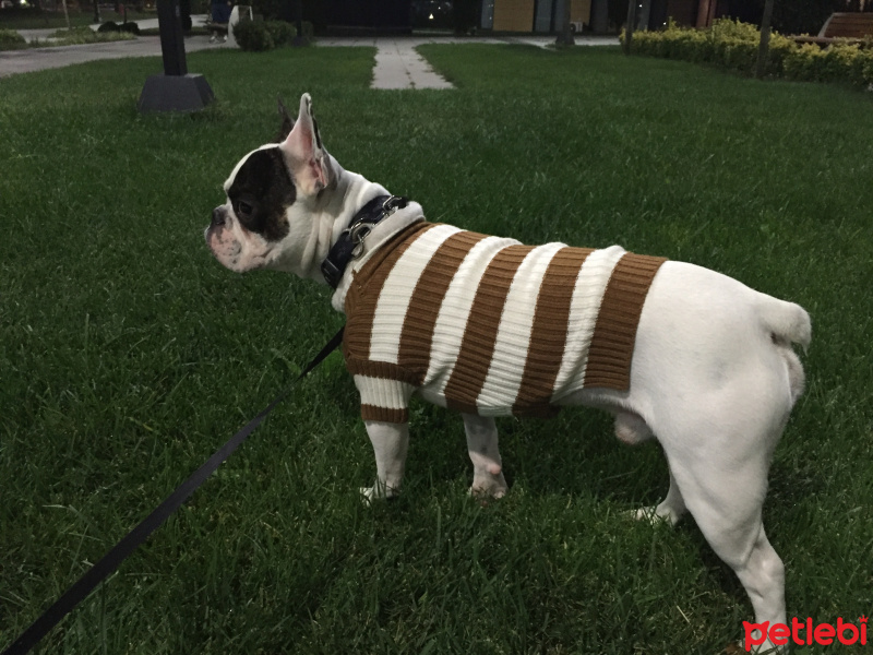 Fransız Bulldog, Köpek  monsieur fotoğrafı