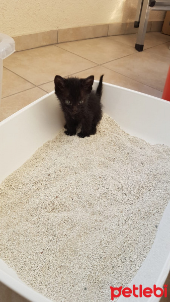 Tekir Kedi, Kedi  Gece fotoğrafı