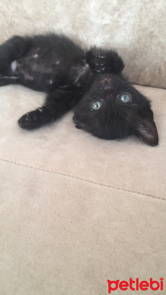 Tekir Kedi, Kedi  Gece fotoğrafı