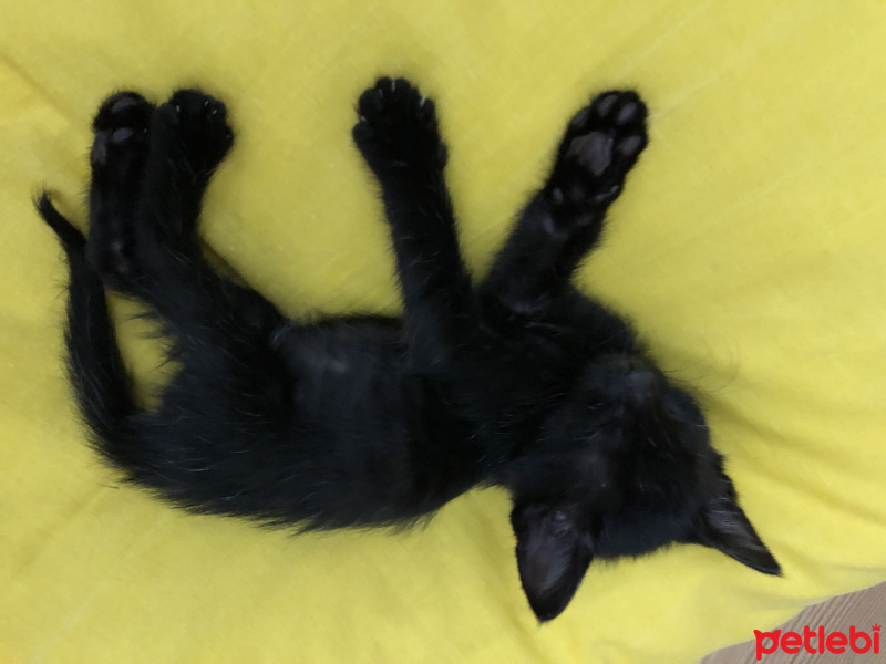 Tekir Kedi, Kedi  Gece fotoğrafı