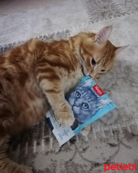 Sarman, Kedi  Balım fotoğrafı