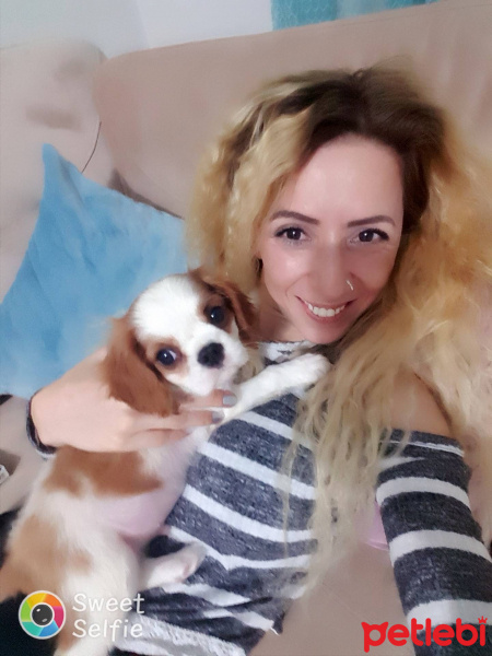 İngiliz Cocker Spaniel, Köpek  Pamuk fotoğrafı