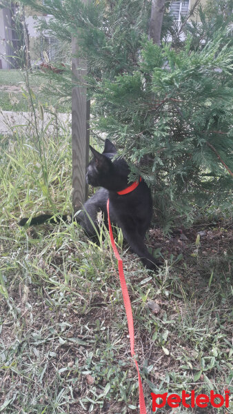 Tekir Kedi, Kedi  Aşkım Tosunum fotoğrafı