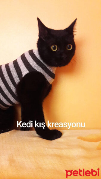 Tekir Kedi, Kedi  Aşkım Tosunum fotoğrafı