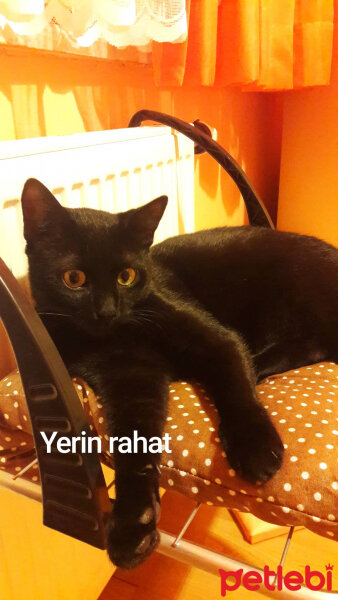 Tekir Kedi, Kedi  Aşkım Tosunum fotoğrafı