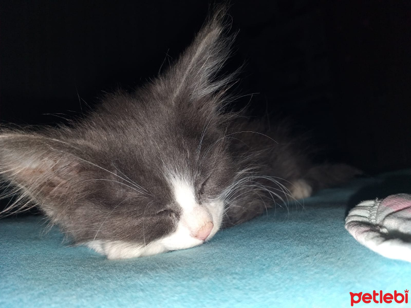 Tekir Kedi, Kedi  Zuzu fotoğrafı
