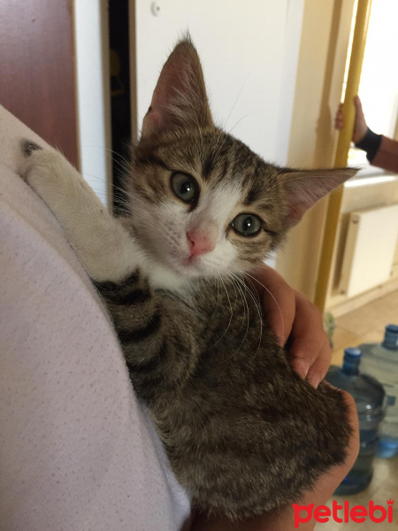 Tekir Kedi, Kedi  Arya fotoğrafı