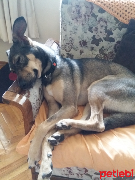 Belçika Malinois, Köpek  Odi fotoğrafı